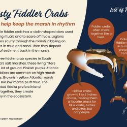 Fiddler crabs