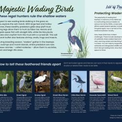 Majestic wading birds