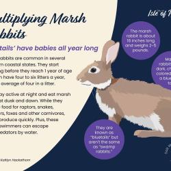 Marsh rabbits