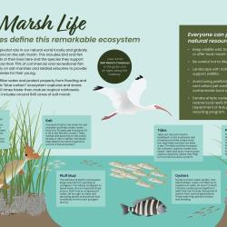Salt marsh life