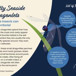 Seaside dragnets