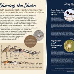 Sharing the shore