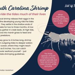 South Carolina shrimp