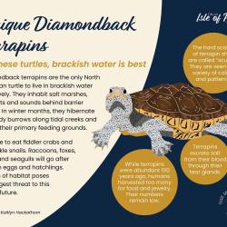 Diamondback terrapins