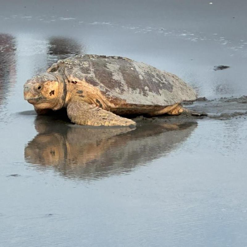 mama loggerhead