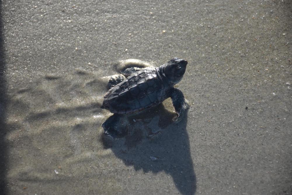 baby sea turtle