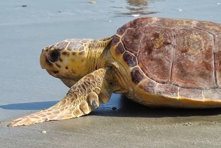 Turtle on a beach